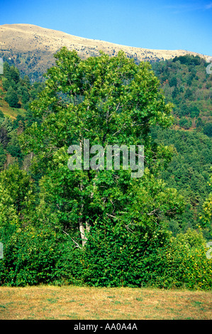 Gemeinsame oder europäische Esche, Fraxinus Excelsior. Pyrenäen Stockfoto