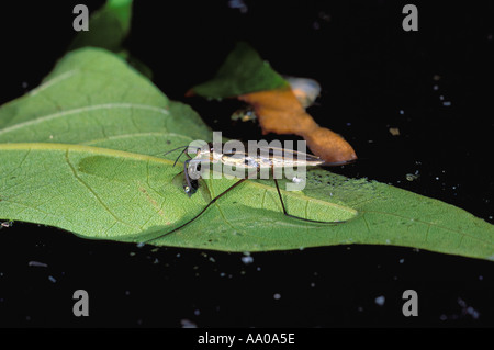 Teich Skater, Gerris Lacustris. Essen eine Beute am Teich Oberfläche Stockfoto