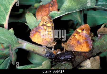 Zwei gesprenkelten Holz Schmetterlinge, Pararge aegeria Stockfoto