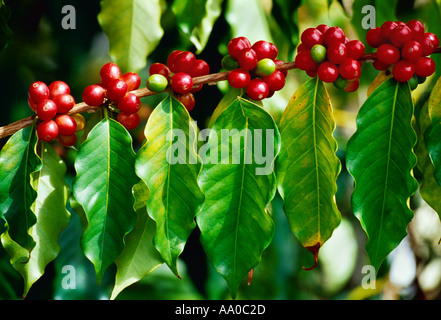Landwirtschaft - Reifen und unreifen Kona Kaffee Kirschen (Bohnen) auf dem Baum / Hawaii, Hawaii, USA. Stockfoto