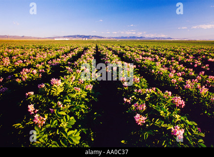 Ein Bereich der Reifung Kartoffelpflanzen in voller Blüte im Nachmittag Licht w / ein Zentrum-Pivot-Bewässerung-System in der Ferne / Montana Stockfoto