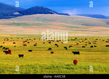 Vieh - Weiden verschiedener Rassen der Rinder auf einer üppigen grünen Weide; Roten Simmental, Black Angus und schwarze Baldie / Montana Stockfoto