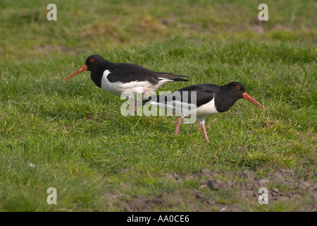 Austernfischer Stockfoto