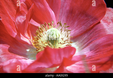 Nahaufnahme von einem Feld Mohn Papaver rhoeas Stockfoto