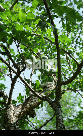 Plum tree Prunus brunches in closeup Stockfoto