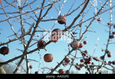 Rime Frost auf Holzäpfel im Gauja-Nationalpark Lettlands Stockfoto