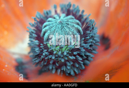 Extreme Nahaufnahme Blume Feld Mohn Papaver rhoeas Stockfoto