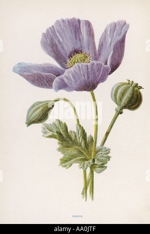 Papaver Somniferum Stockfoto
