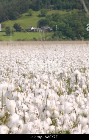 Wollgras wächst um Bassenthwaite Lake Seenplatte Stockfoto