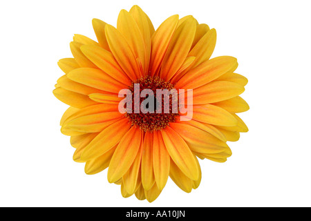 Orange Gerber Daisy ausgeschnitten auf weißem Hintergrund Stockfoto