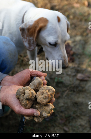 Auf der Jagd nach weißen Trüffeln mit einem Hund in der Nähe von Alba Piemont Italien Stockfoto