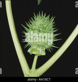 Dornapfel- oder Jimson-Unkraut (Datura stamonium) spike unreife grüne Samenschote Stockfoto