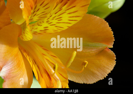 Orangefarbene Blume Nahaufnahme Stockfoto