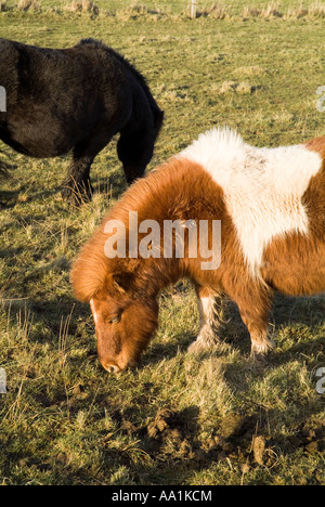 Dh Shetland pony UK Pieball chesnut und die weißen und schwarzen Ponys grasen in Feld Stockfoto