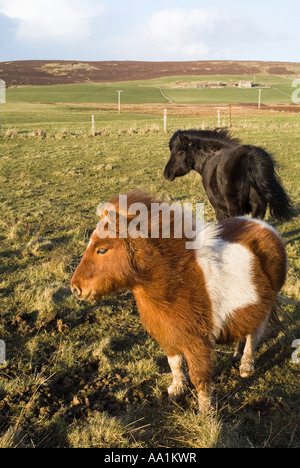 Dh Shetland pony UK Pieball chesnut und die weißen und schwarzen Ponys im Feld Stockfoto