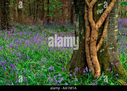 Teppich aus Glockenblumen und Efeu beschichtet Baumstamm in Jenkinstown Wood County Kilkenny Irland Stockfoto