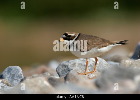 FLUSSREGENPFEIFER PLOVER Charadrius Hiaticula auf A Kiesstrand Stockfoto