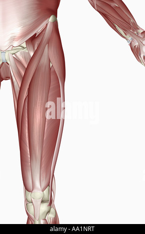 Muskeln der Oberschenkel Stockfoto