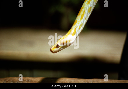 Albino-Python Stockfoto