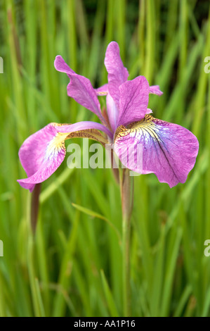 Iris Iridaceae Gattung der aufrechten Seerosengewächse oder knolligen Stauden Stockfoto