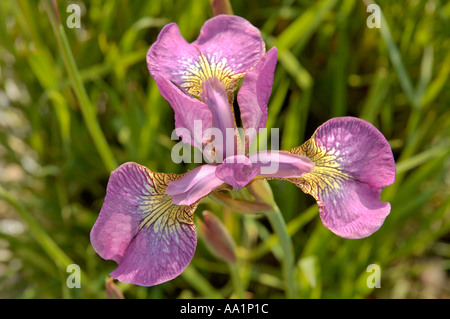 Iris Iridaceae Gattung der aufrechten Seerosengewächse oder knolligen Stauden Stockfoto