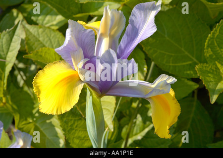 Iris Iridaceae Gattung der aufrechten Seerosengewächse oder knolligen Stauden Stockfoto