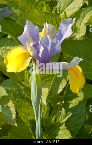 Iris Iridaceae Gattung der aufrechten Seerosengewächse oder knolligen Stauden Stockfoto