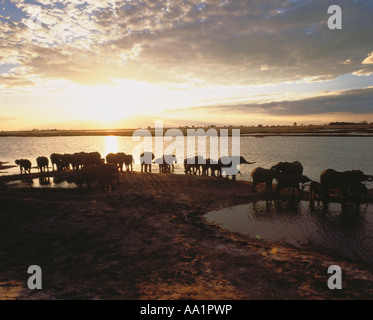 Herde von Elefanten am Chobe Fluss Ufer bei Sonnenuntergang, Botswana Stockfoto