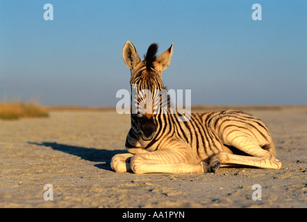 Porträt des jungen Zebra auf Sand Stockfoto