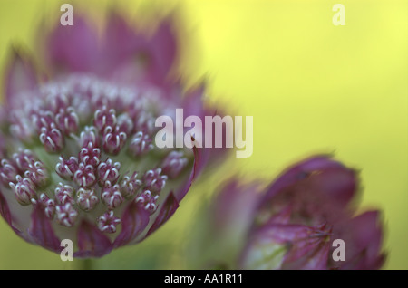 Astrantia Major rubra Stockfoto