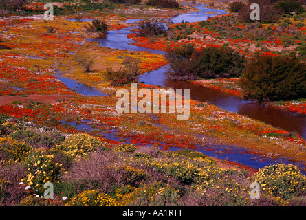 Wildblumen durch Fluss, Wallekraal, Namaqualand, Northern Cape, Südafrika Stockfoto