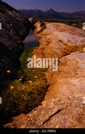 Steingarten in der Nähe von Kharkams, Namaqualand, Northern Cape, Südafrika Stockfoto