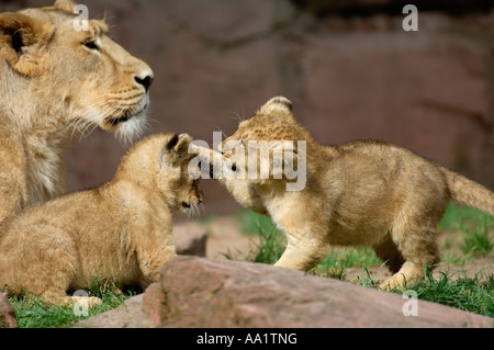 Mutter Löwe mit jungen Stockfoto