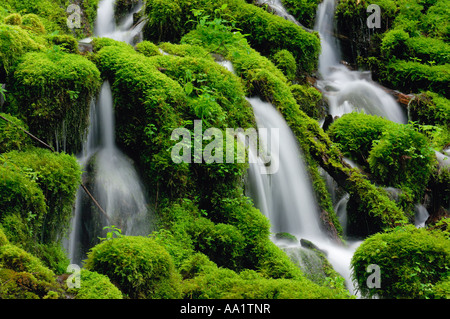 Fee Creek, Columbia River Gorge, Oregon, USA Stockfoto