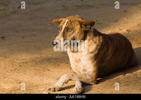 Porträt des Hundes Stockfoto