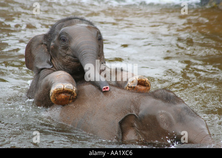 Asiatische Elefantenbabys spielen im Wasser Stockfoto