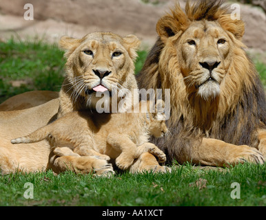 Porträt der Löwenfamilie Stockfoto