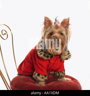 Porträt von Yorkshire-Terrier Stockfoto