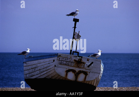 Möwen thront auf einem Fischerboot, Aldeburgh Suffolk UK Stockfoto