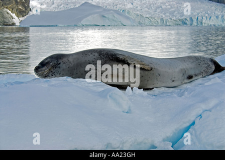 Leopard seal, Hydrurga Leptonyx, ruht auf einem Eisberg, Danco Island, Antarktis. Stockfoto