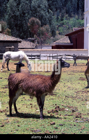 Ecuador Cayambe Hosteria Guachala Stockfoto