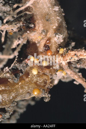 Goldene Kartoffel Zyste nematode Globodera rostochiensis Zysten auf Kartoffel root Stockfoto