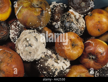 Braunfäule Weißstängeligkeit Fructigena und Funghal Schimmel auf gespeicherte Äpfel Stockfoto