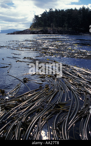 ci11941 Bull Kelp, Nereocystis Luetkeana, San Juan Islands, WA USA Pazifik. Foto Copyright Brandon Cole Stockfoto