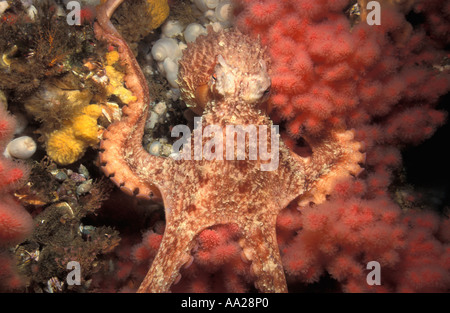 kk2452 Pacific riesige Krake, Enteroctopus Dofleini, Britisch-Kolumbien Kanada. Foto Copyright Brandon Cole Stockfoto