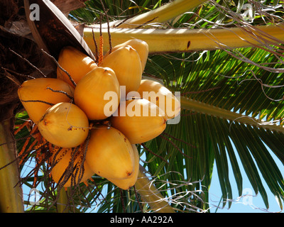 Palme mit Kokosnüsse am Strand von Playa del Carmen, Quintana Roo, Mexiko Stockfoto