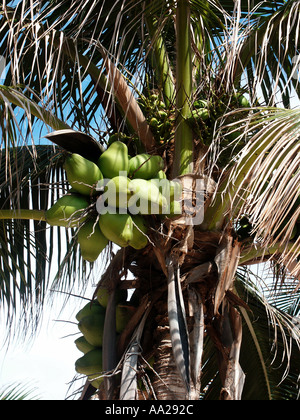 Palme mit Kokosnüsse am Strand von Playa del Carmen, Quintana Roo, Mexiko Stockfoto
