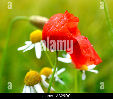 Ein roter Mohn und geruchlos Mayweed Blumen nass vom Regen Stockfoto