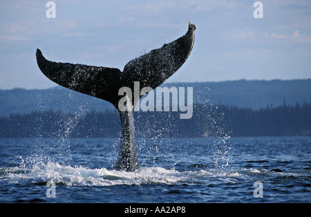 mi759 Humpback Whale tail Egel, Impressionen Novaeangliae. Alaska USA Pazifik Foto Copyright Brandon Cole Stockfoto