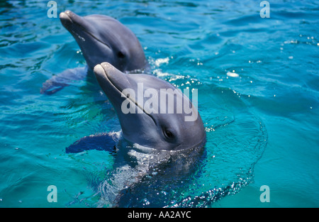 my866 Tümmler, Tursiops Truncatus. Honduras Karibik Foto Copyright Brandon Cole Stockfoto